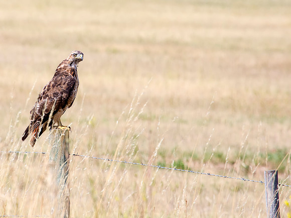 Red-tailed Hawk along the road in Utah
