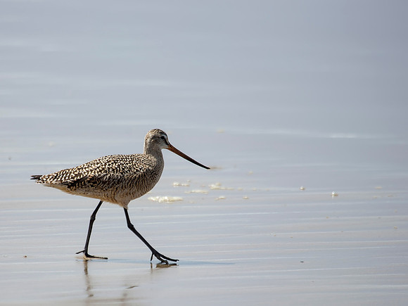Marbled Godwit - Morro Bay, CA
