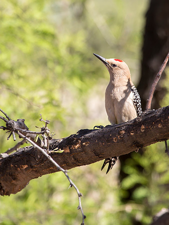 Gila Woodpecker - Hereford, AZ