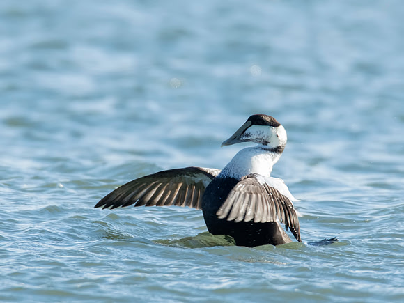 Common Eider male - Barnegat Lighthouse State Park, NJ