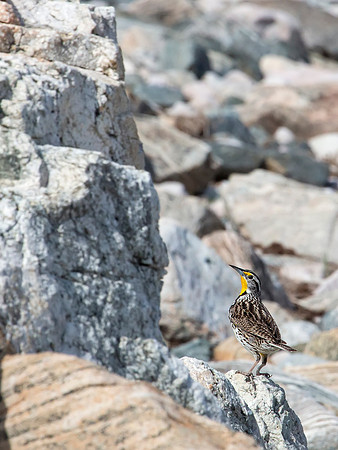 Western Meadowlark - Antelope Island State Park