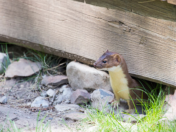 Long-tailed Weasel - Elk National Refuge, WY