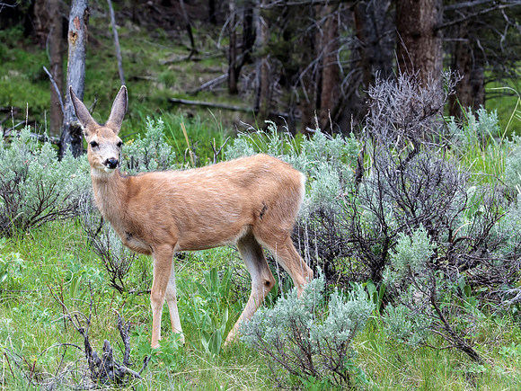 Mule Deer - Yellowstone National Park