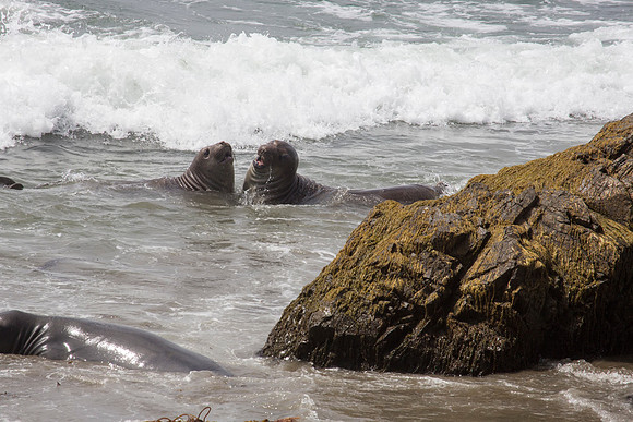 Elephant Seal by beach off of CA-1