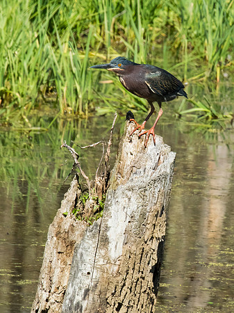 Green Heron - Spring Valley Wildlife Area