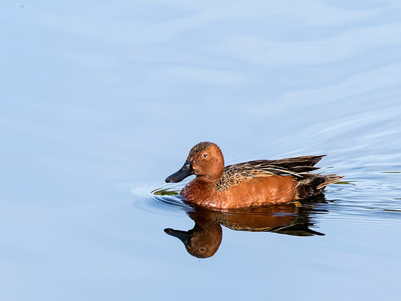Cinnamon Teal - Yellowstone National Park