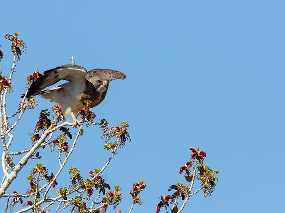 Swainson's Hawk - Bosque del Apache NWR