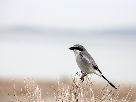 Loggerhead Shrike - Antelope Island, UT