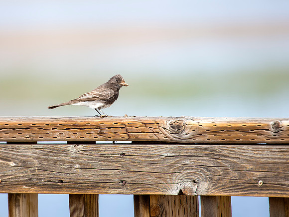 Black Phoebe - Bosque del Apache National Wildlife Refuge