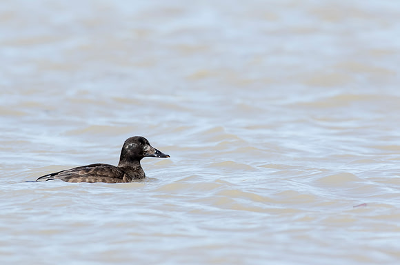 White-winged Scoter - West Carrollton, OH