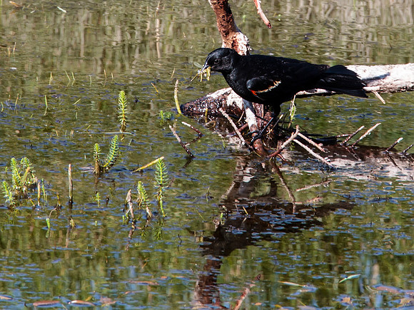 Red-winged Blackbird - Yellowstone National Park