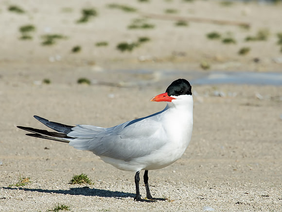 Caspian Tern - Maumee Bay State Park, OH