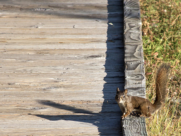 Red Squirrel - Upper Geyser Basin - Yellowstone National Park