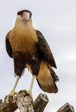Crested Caracara - Sonora Desert Museum - 2019