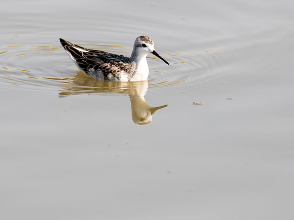 Wilson's Phalarope - Bear River Bird Migratory Center, UT