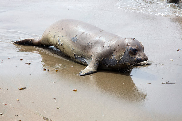 Elephant Seal on beach off of CA-1