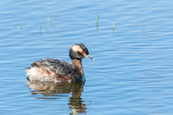 Horned Grebe - Ottawa National Wildlife Refuge, OH