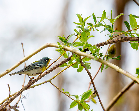 Northern Parula Warbler