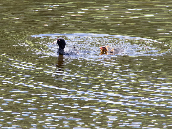 American Coot with fuzzy chick - Floating Island Lake - Yellowstone National Park