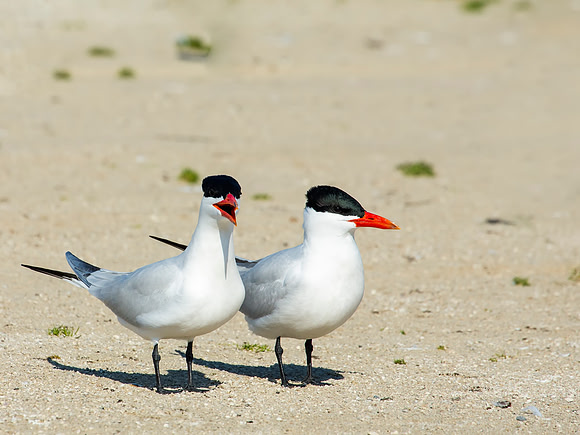 Caspian Tern - Maumee Bay State Park, OH