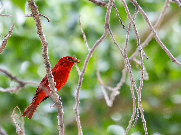 Summer Tanager - Big Bend National Park