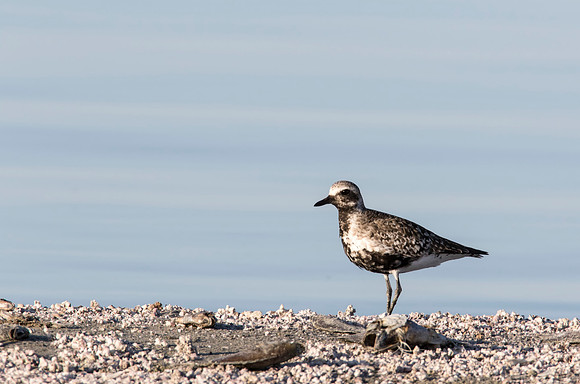 Black-bellied Plover - Salton Sea, CA