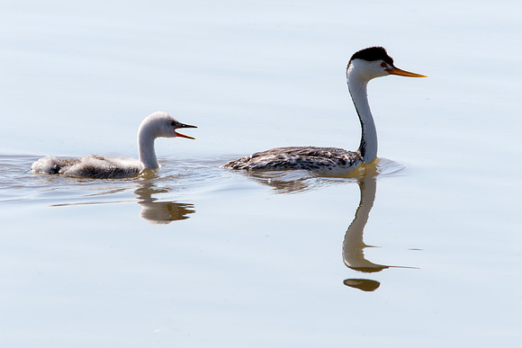 Clark's Grebe with chick - Bear River Bird Migratory Refuge