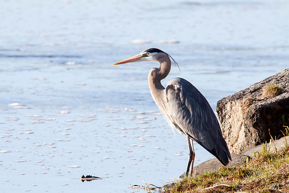 Great Blue Heron - Yellowstone River - Yellowstone National Park