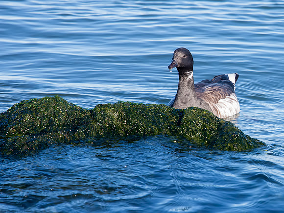 Atlantic Brant - Barnegat Lighthouse State Park, NJ