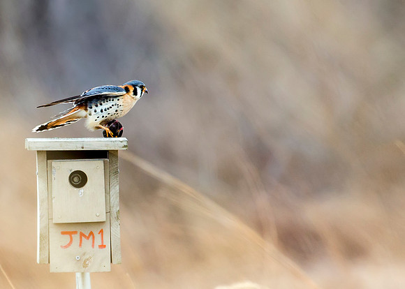 American Kestrel - Battelle Darby Creek Metro Park