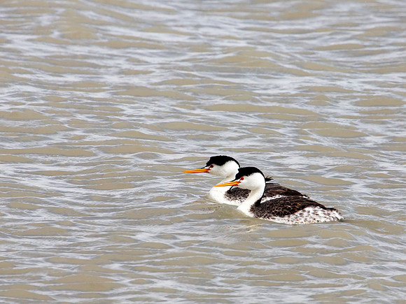 Clark's Grebe - Bear River Bird Migratory Refuge