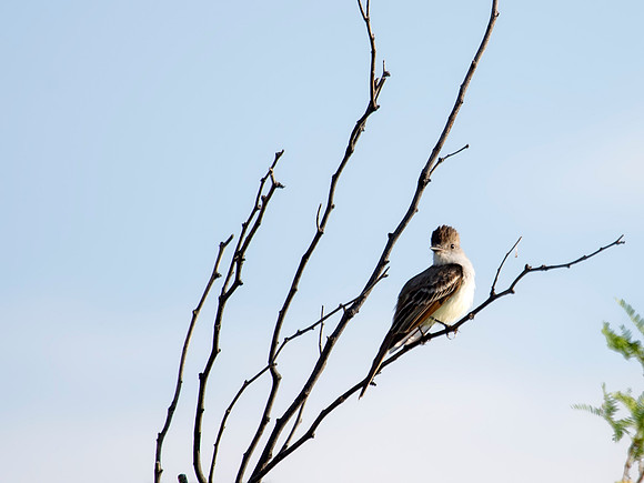 Ash-throated Flycatcher - Big Bend National Park