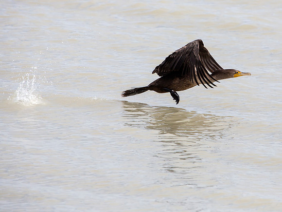 Double-Crested Cormorant - Bear River Bird Migratory Refuge