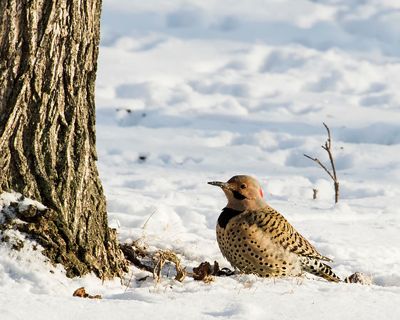 Northern Flicker - Yellow-shafted