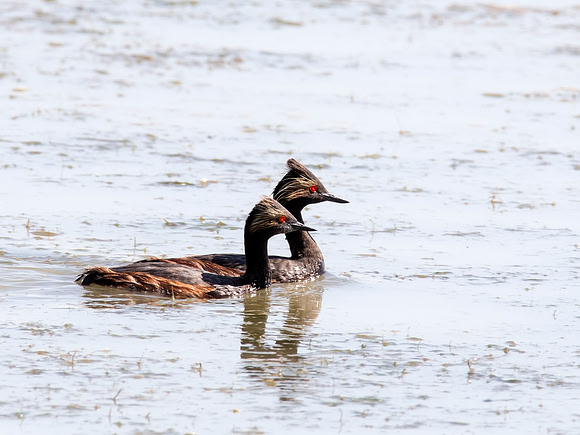 Eared Grebe - Bear River Bird Migratory Refuge