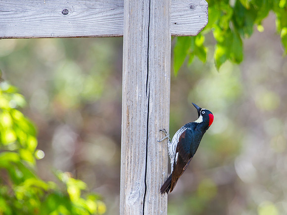 Acorn Woodpecker - Medera Canyon, AZ