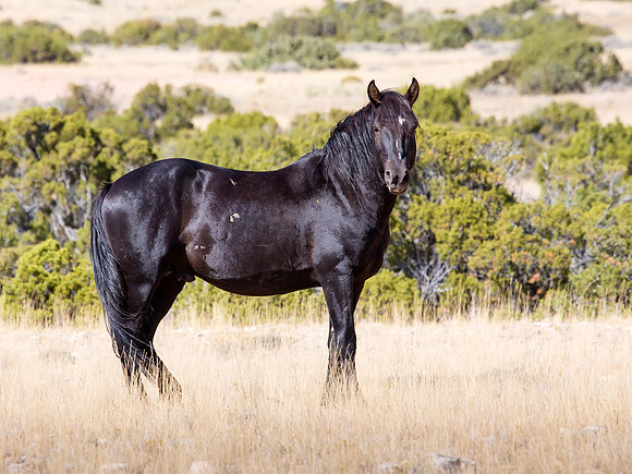 Wild Horse - Pryor Mountain, WY