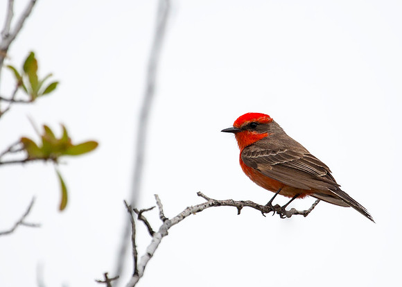 Vermilion Flycatcher - Sam Lema Park, Tucson, AZ