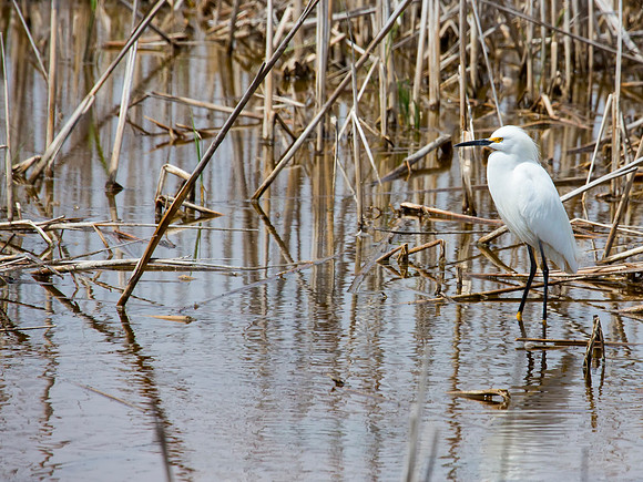 Snowy Egret - Bear River Bird Migratory Refuge
