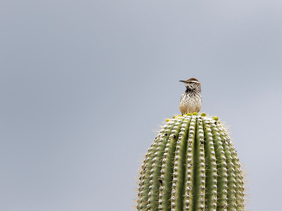 Cactus Wren - Saquaro NP, AZ