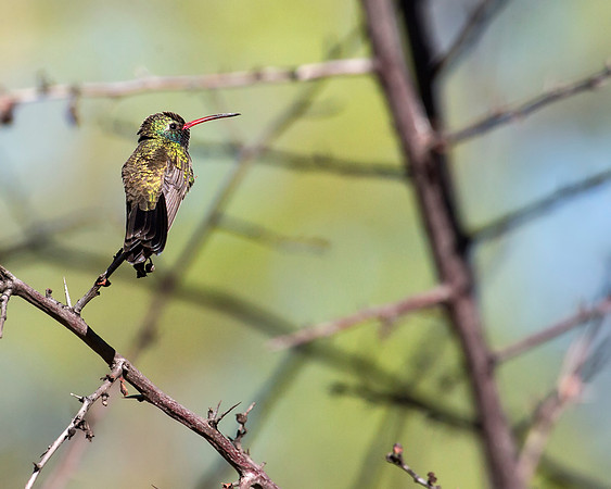 Broad-billed Hummingbird - Paton's Yard - Patagonia, AZ