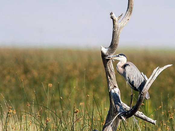 Great Blue Heron - Bear River Migratory Bird Refuge