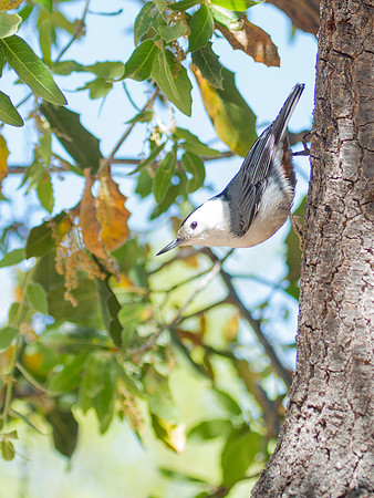 White-breasted Nuthatch - Ash B & B, Hereford, AZ