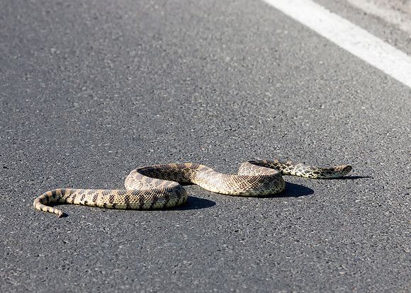 Bull Snake - Mammoth Hot Springs - Yellowstone National Park