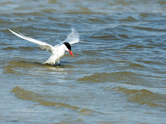 Caspian Tern - Maumee Bay State Park, OH