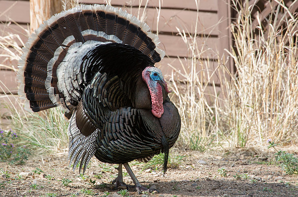 Wild Turkey - Medera Canyon, AZ
