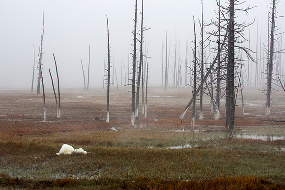 Bobby Socks - Yellowstone National Park