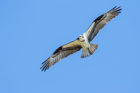 Osprey looking for food - Carriage Hill Farms MetroPark, OH