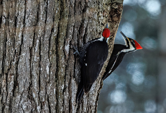 Pileated Woodpeckers - Ohio - 2025