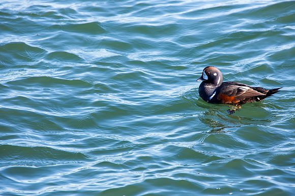 Harlequin Duck - Barnegat Lighthouse State Park, NJ